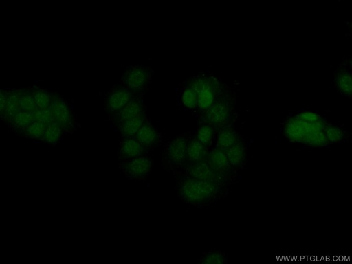 [14356-1-AP-20UL] ERG Polyclonal antibody