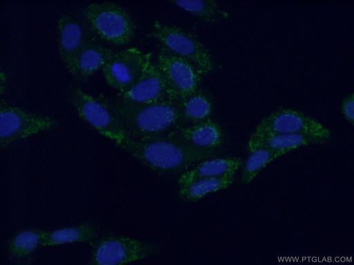[14380-1-AP-20UL] NIT1 Polyclonal antibody