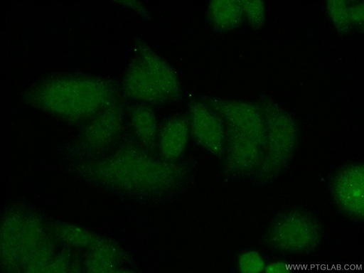 [14382-1-AP-20UL] CDT1 Polyclonal antibody