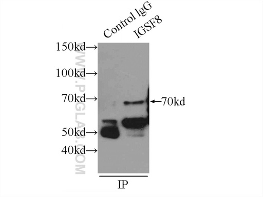 [14387-1-AP-150UL] IGSF8 Polyclonal antibody