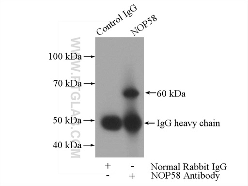 [14409-1-AP-150UL] NOP58 Polyclonal antibody