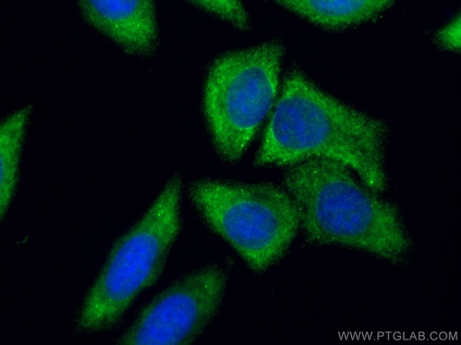 [14412-1-AP-150UL] PEG10 Polyclonal antibody