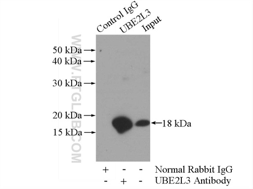 [14415-1-AP-150UL] UBE2L3 Polyclonal antibody