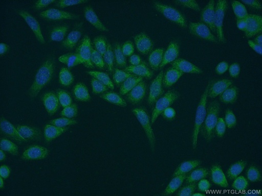 [14416-1-AP-150UL] MOCS2B Polyclonal antibody