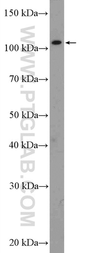 [14428-1-AP-150UL] SETDB2 Polyclonal antibody