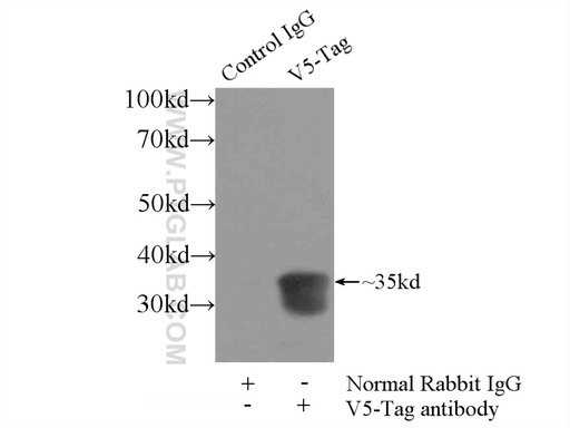 [14440-1-AP-150UL] V5-tag Polyclonal antibody