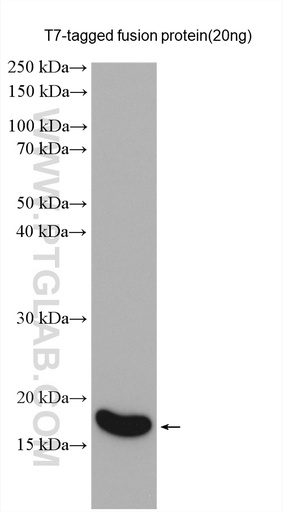 [14441-1-AP-20UL] T7-tag Polyclonal antibody