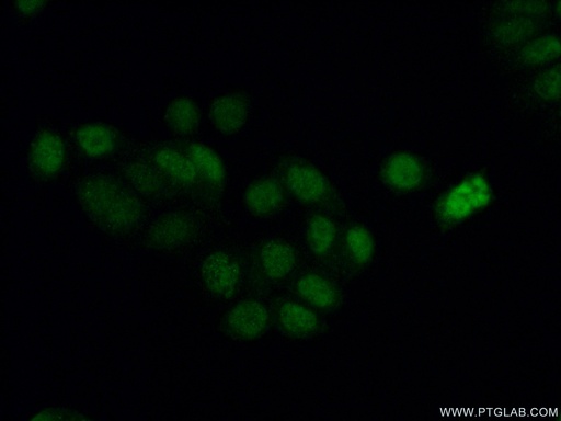 [14444-1-AP-100UL] Phospho-RCC1 (Ser11) Polyclonal antibody