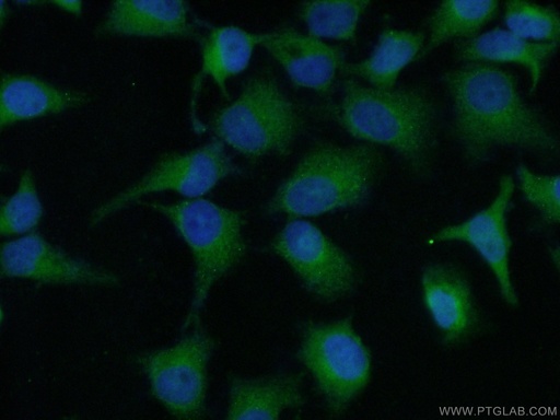 [14446-1-AP-150UL] RSK3 Polyclonal antibody