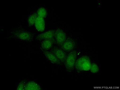 [14476-1-AP-20UL] LCOR Polyclonal antibody