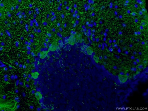 [14479-1-AP-150UL] Calbindin-D28k Polyclonal antibody