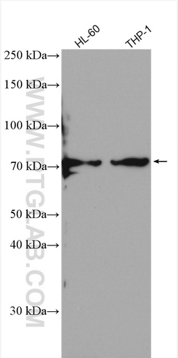 [14482-1-AP-150UL] SIRP Alpha Polyclonal antibody