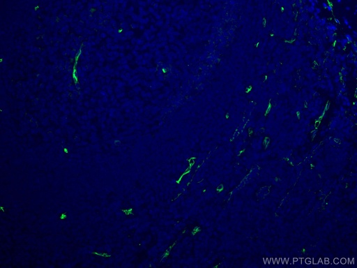 [14486-1-AP-150UL] CD34 Polyclonal antibody
