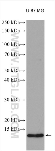 [14490-1-AP-20UL] DBI Polyclonal antibody