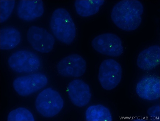 [14498-1-AP-150UL] CEP250/CNAP1 Polyclonal antibody