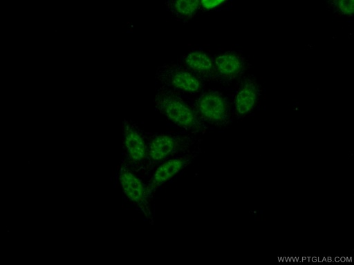 [14504-1-AP-20UL] CROP Polyclonal antibody