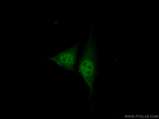 [14506-1-AP-20UL] NR1D1 Polyclonal antibody