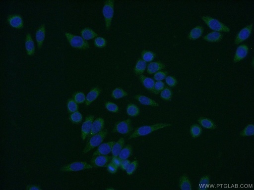 [14518-1-AP-150UL] ENSA Polyclonal antibody