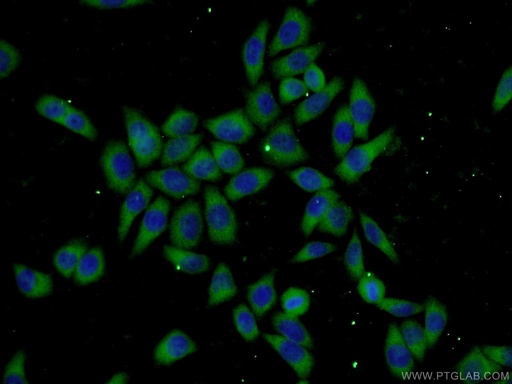 [14520-1-AP-150UL] UBC12 Polyclonal antibody