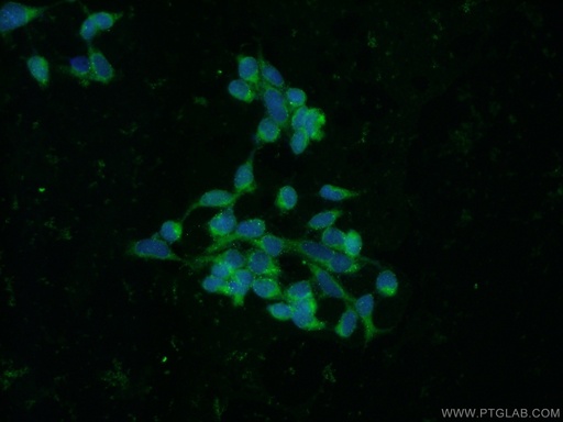 [14541-1-AP-20UL] RBP7 Polyclonal antibody