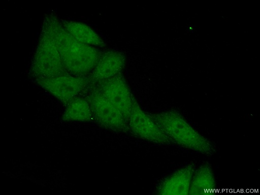 [14544-1-AP-20UL] PSMB9 Polyclonal antibody