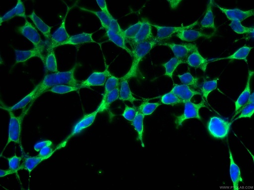 [14547-1-AP-150UL] MSRA Polyclonal antibody