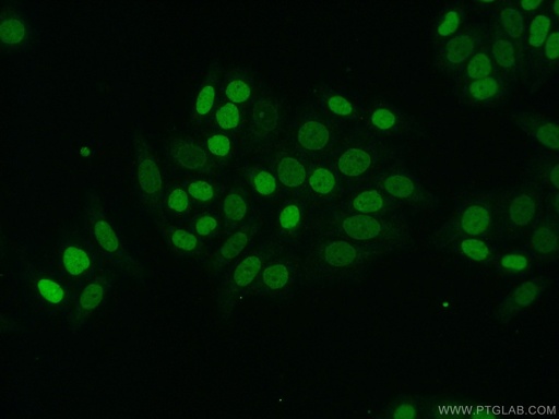 [14599-1-AP-150UL] HNRNPU Polyclonal antibody