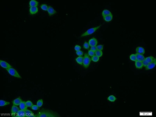 [14604-1-AP-150UL] MEMO1 Polyclonal antibody