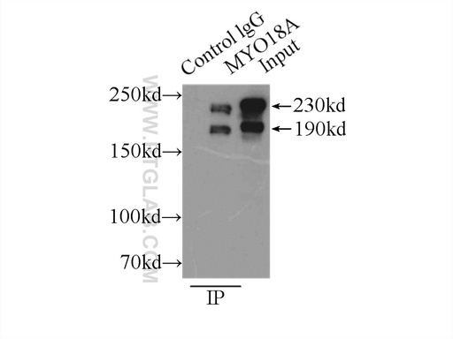[14611-1-AP-150UL] MYO18A Polyclonal antibody