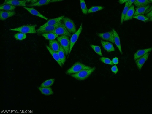[14653-1-AP-20UL] RPL18A Polyclonal antibody