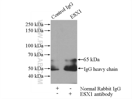 [14657-1-AP-150UL] ESX1 Polyclonal antibody