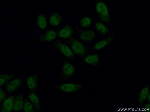 [14662-1-AP-20UL] AFF4 Polyclonal antibody