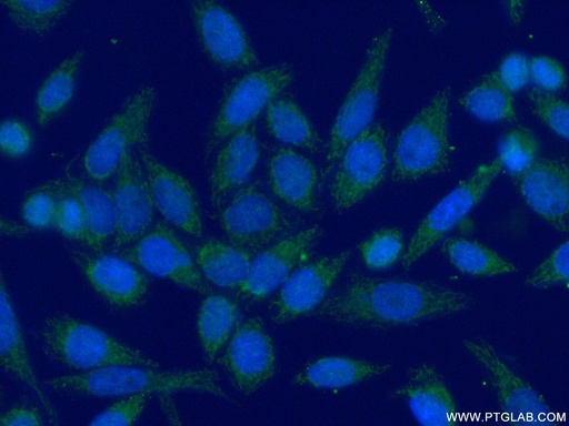 [14677-1-AP-20UL] MRPL48 Polyclonal antibody