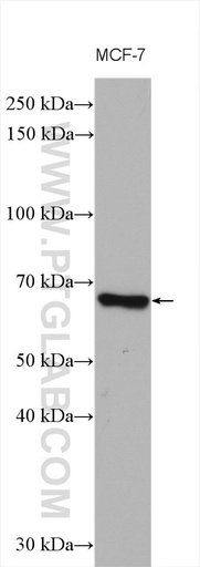 [14696-1-AP-150UL] VANGL1 Polyclonal antibody