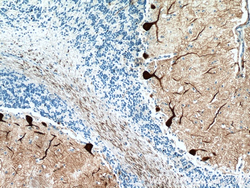 [14705-1-AP-20UL] PCP4 Polyclonal antibody