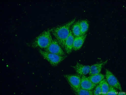 [14707-1-AP-150UL] RNMTL1 Polyclonal antibody