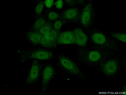 [14710-1-AP-20UL] MORF4L2 Polyclonal antibody