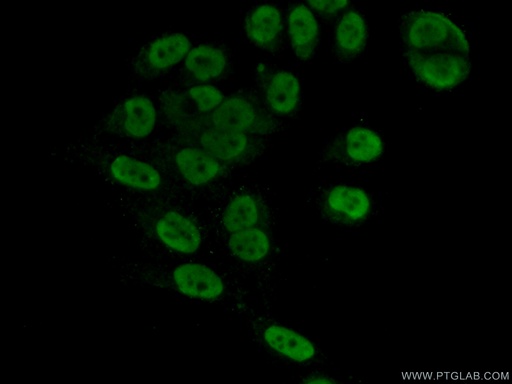 [14728-1-AP-150UL] GPKOW Polyclonal antibody