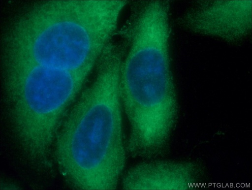 [14743-1-AP-20UL] DRG2 Polyclonal antibody
