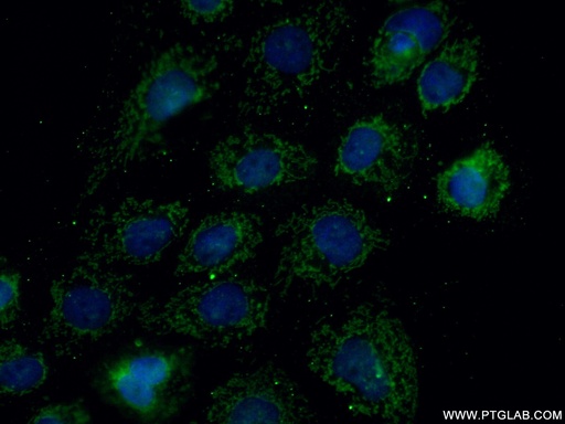 [14765-1-AP-20UL] MRPL27 Polyclonal antibody