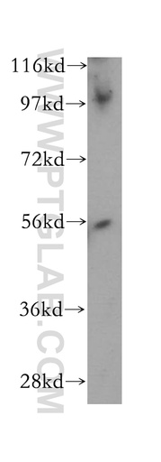 [14767-1-AP-150UL] PWP1 Polyclonal antibody