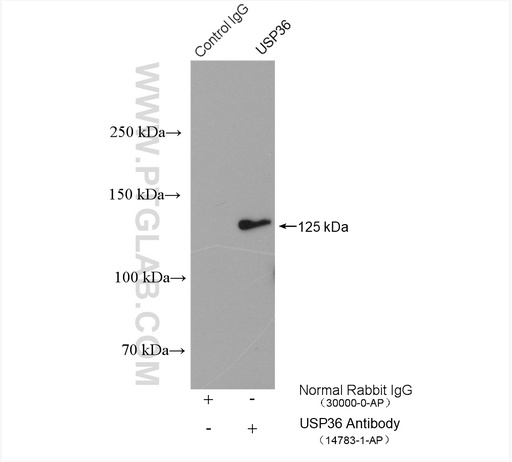 [14783-1-AP-150UL] USP36 Polyclonal antibody