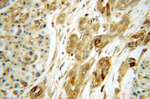 [14796-1-AP-20UL] RPS28 Polyclonal antibody