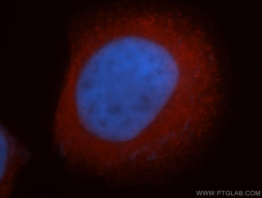 [14812-1-AP-150UL] ISCU Polyclonal antibody