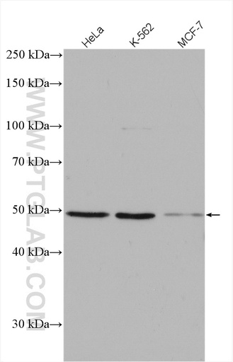 [14850-1-AP-100UL] Phospho-Gsk3b (Ser389) Polyclonal antibody