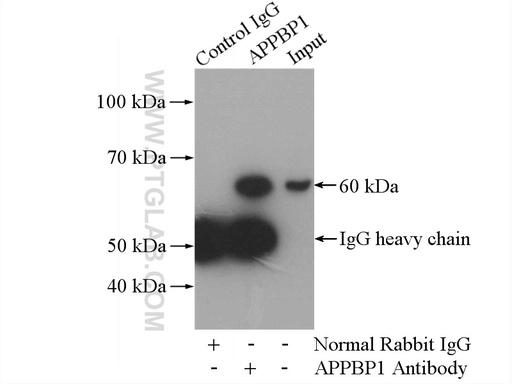 [14863-1-AP-150UL] APPBP1 Polyclonal antibody