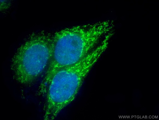 [14874-1-AP-150UL] COQ9 Polyclonal antibody