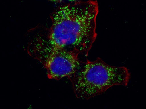 [14892-1-AP-150UL] PCK2 Polyclonal antibody