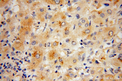 [14980-1-AP-150UL] RPL27 Polyclonal antibody