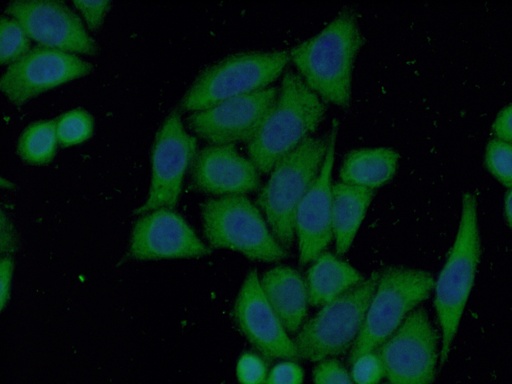[14985-1-AP-20UL] PPA1 Polyclonal antibody